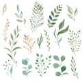 Watercolor eucalyptus and greenery leaves clipart set. Hand drawn illustration.