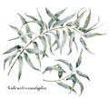 Watercolor eucalyptus. Hand painted set of branches with leaves isolated on white background. Natural illustration for