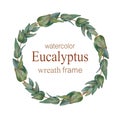 Watercolor Eucalyptus round branches with green leaves. Royalty Free Stock Photo