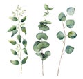 Watercolor eucalyptus round leaves and branches set. Hand painted baby, seeded and silver dollar eucalyptus elements Royalty Free Stock Photo