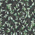 Watercolor eucalyptus seamless pattern. Hand painted eucalyptus branch and leaves isolated on dark grey background