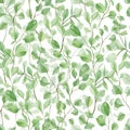 Watercolor eucalyptus seamless patterns, leaves and branches. Hand painted botanical greenery, silver dollar eucalyptus isolated Royalty Free Stock Photo