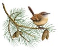 Watercolor Eurasian wren bird sitting on spruce tree branch with pine cones watercolor illustration of forest animal