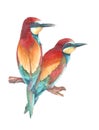 Watercolor european bee eater birds