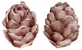 Watercolor European Larch cone. Hand Drawn brown Christmas Cones of Larch isolated on white background.