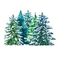 Watercolor evegreen pine trees illustration with snow, isolated on white background. Winter forest landscape