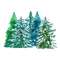 Watercolor evegreen spruce trees illustration with snow, isolated on white background. Winter forest landscape Royalty Free Stock Photo