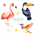 Watercolor exotic birds collection