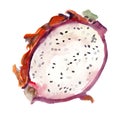 Watercolor exotic dragon fruit - pitaya Royalty Free Stock Photo