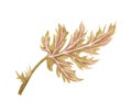 Watercolor exotic dry twig with gold textures. Hand painted boho leaves isolated on white background. Royalty Free Stock Photo