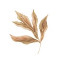 Watercolor exotic dry twig with gold textures. Hand painted boho leaves isolated on white background. Royalty Free Stock Photo