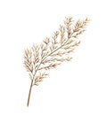 Watercolor exotic dry twig with gold textures. Hand painted boho leaves isolated on white background. Royalty Free Stock Photo