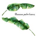 Watercolor exotic palm leaves. Hand painted banana branch. Tropic plant isolated on white background. Botanical