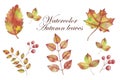 Watercolor fall, autumn yellow, orange leaves, hand drawn design elements Royalty Free Stock Photo