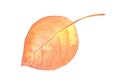 Watercolor fall birch tree leaf. Hand drawn autumn illustration Royalty Free Stock Photo