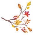Watercolor fall tree branch Royalty Free Stock Photo