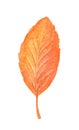 Watercolor fall tree leaf isolated. Hand drawn illustration Royalty Free Stock Photo