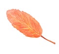 Watercolor fall tree leaf isolated. Hand drawn illustration Royalty Free Stock Photo