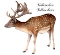 Watercolor fallow deer. Hand painted wild animal isolated on white background. Realistic male fallow for design, print