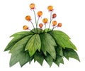Watercolor fantasy bush with round orange flowers illustration. Colorful fictional flora, nonexistent plant