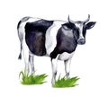 Watercolor farm animals. Cute cow on a white background Royalty Free Stock Photo