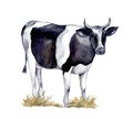 Watercolor farm animals. Cute cow on a white background Royalty Free Stock Photo