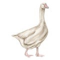 watercolor farm goose Royalty Free Stock Photo
