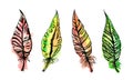 Watercolor feather set. Royalty Free Stock Photo