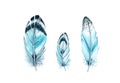 Watercolor feather set. Realistic painting with vibrant turquoise wings. Boho style illustration isolated on white. Bird