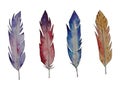 Different watercolor feathers.