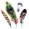 Watercolor Feathers Set Royalty Free Stock Photo