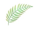 Watercolor Fern Bush leaf plant decoration on white background Royalty Free Stock Photo