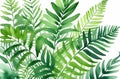 Watercolor fern fronds in a lush and green arrangement, free space for text, St. Patrick\'s Day