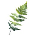 Watercolor fern leaf silhouette