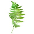 Watercolor fern leaf silhouette