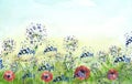 Watercolor field, countryside landscape.Wildflowers dandelion. Wild grass, plants. Sunset sky. Art banner. Royalty Free Stock Photo