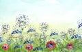 Watercolor field, countryside landscape.Wildflowers dandelion. Wild grass, plants. Sunset sky. Art banner.