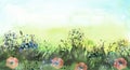 Watercolor field, countryside landscape.Wildflowers dandelion. Wild grass, plants. Sunset sky. Art banner.