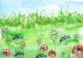 Watercolor field, countryside landscape.Wildflowers dandelion. Wild grass, plants. Sunset sky. Art banner.