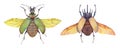 Watercolor fiery searcher beetle Calosoma scrutator and five-horned rhinoceros beetle Eupatorus gracilicornis. Royalty Free Stock Photo