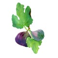 Watercolor figs fruit on branch with leaves isolated on white background. Royalty Free Stock Photo