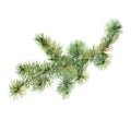 Watercolor fir branch