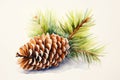 watercolor fir cone Watercolor pine cone Hand painted pine branch with cone Royalty Free Stock Photo