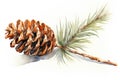 watercolor fir cone Watercolor pine cone Hand painted pine branch with cone Royalty Free Stock Photo