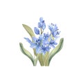 Watercolor first spring flowers arrangement. Pale vintage blue flowers with green leaves for invitation, label,logo design. Hand