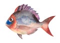 Watercolor fish. Hand draw tropical fish illustration