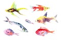 Watercolor fishes collection on white background. Royalty Free Stock Photo