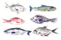 Watercolor fishes collection on white background. Royalty Free Stock Photo