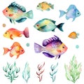 Watercolor fishes set . Flame angelfish, Copperband Butterflyfish, Purple mask angelfish, Zebra angelfish, Blue Tang Royalty Free Stock Photo