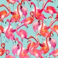 Watercolor Flamingo bird illustration.